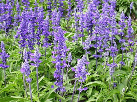 Шалфей (сальвия) дубравный Карадонна/Salvia nemorosa Caradonna С3 ...