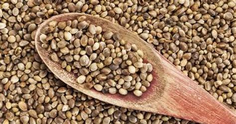 What are Hemp Seeds? Hemp Seeds & Oil Nutrition Facts and Benefits