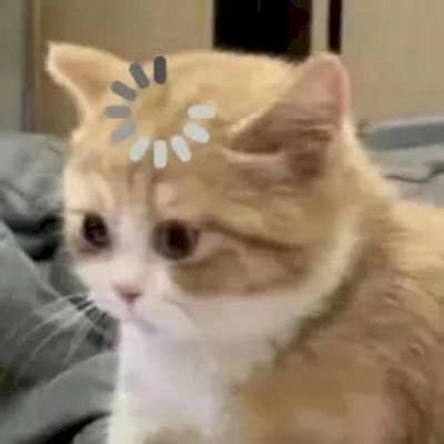 tong hop  meme meo hai huoc cute vui nhon nhat