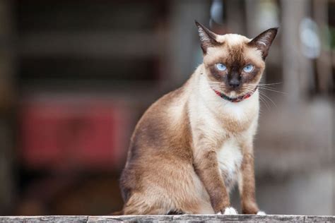 Тайская кошка – описание породы, фото, характер, цена
