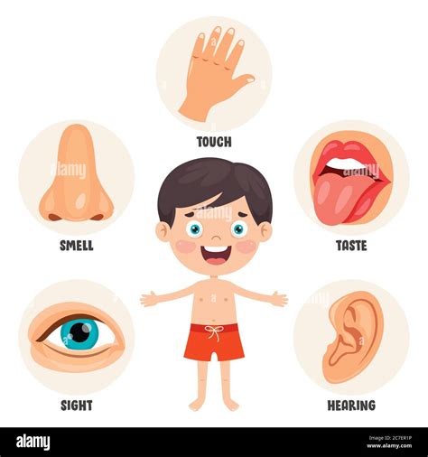 Five Senses Concept With Human Organs Stock Vector Image & Art - Alamy