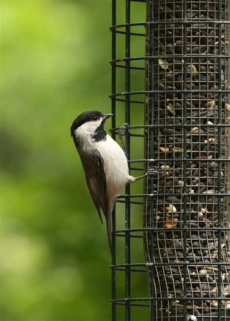 Top 20 Backyard Birds in Maryland (Free Identification Printable ...