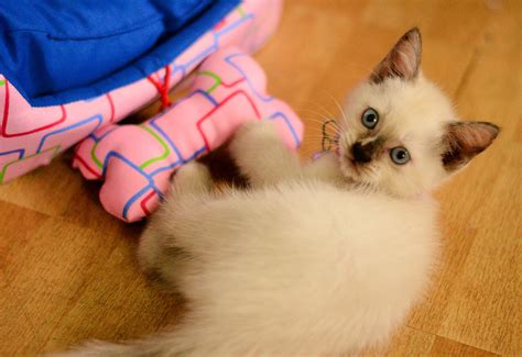 Essential Tips For Verifying The Health Of Free Maine Coon Kittens'' - Craigslist Posts Before Bringing Them Home 9