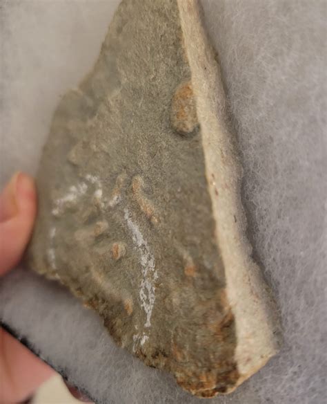 Permian Amphibian Footprint Fossil #00282 - Craniates Curiosites