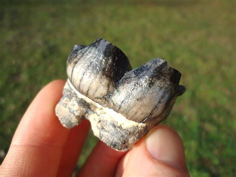 Colorful Juvenile Mastodon Tooth | Proboscidea | FOSSILS | Prehistoric ...