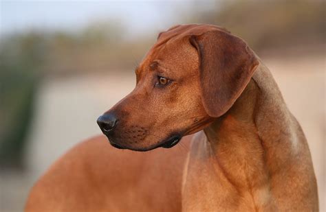 Dog Ridgeback Pet - Free photo on Pixabay - Pixabay