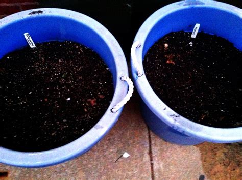 Miracle-Gro, Organic, or ‘Who Cares’ Soil? Friday Quickie – Green Philly