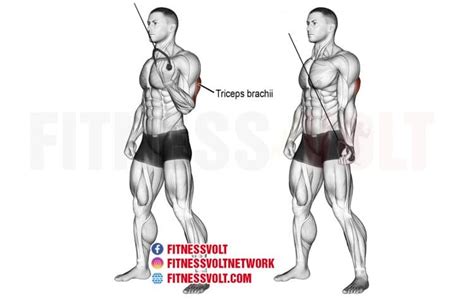 The 11 Best Triceps Pushdown Alternatives – Fitness Volt