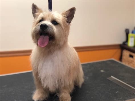 Online booking - Tabby & Jack's Sun Prairie