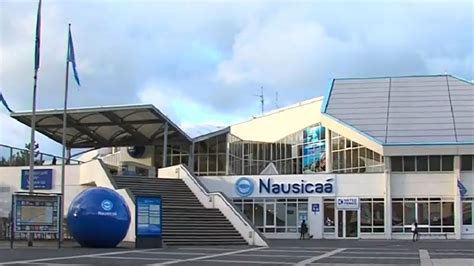 Europe's biggest aquarium Nausicaa sued after death of last hammerhead ...