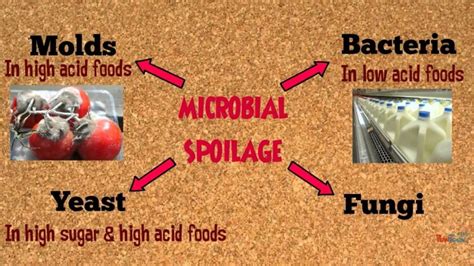 Microaerophilic bacteria: