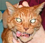 Oral Squamous Cell Carcinoma Cat