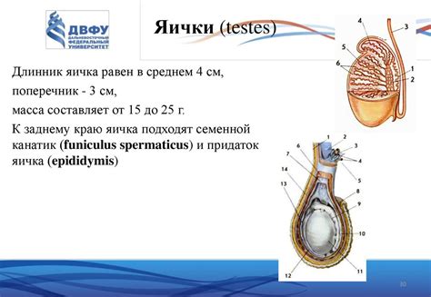 Мочеполовая система - презентация онлайн