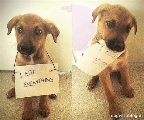 I bite everything : funny