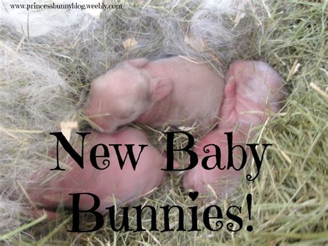 New Baby Bunnies! - my bunny blog