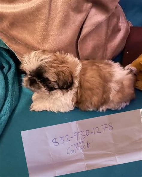 Ready to leave Now. Shih Tzu puppies currently 9 weeks old.