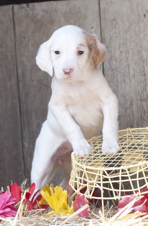 English Setter Puppy at Birddoghill | English setter, English setter