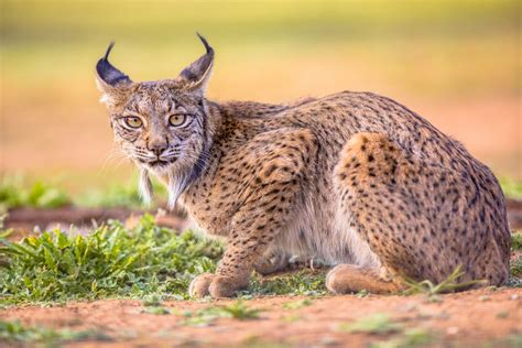 170 lynx ibériques nés en Algarve - The Portugal News