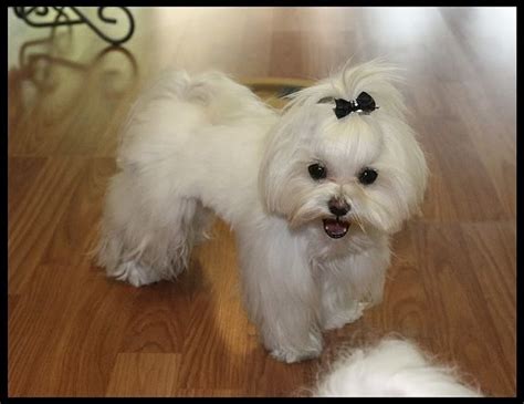 Maltese Puppy Cut Vs Teddy Bear Cut – KeepingDog