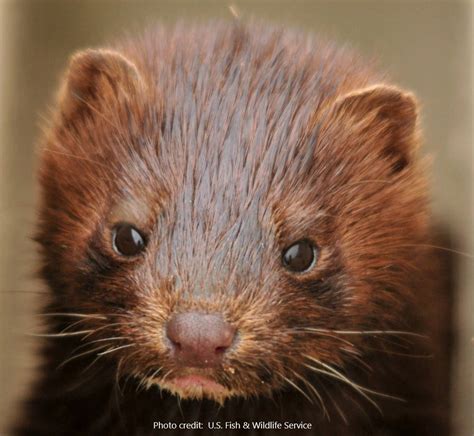 backyard secret  mink  climb trees  raid bird nests