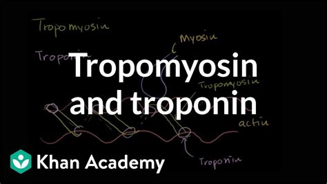 How tropomyosin and troponin regulate muscle contraction | NCLEX-RN ...