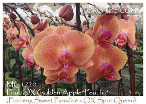 Phal. OX Golden Apple 'Peachy'AM/AOS (Fusheng Sweet Paradise x OX Spot ...