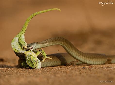 Snake Wildlife Photography By Gregdutoit 15