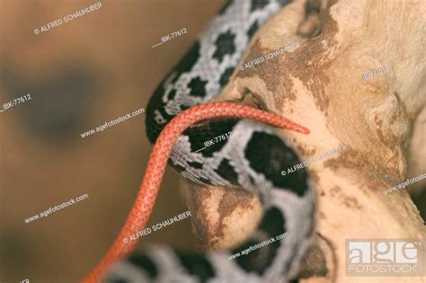 Pantherophis Guttatus, Stock Photo, Picture And Royalty Free Image. Pic ...
