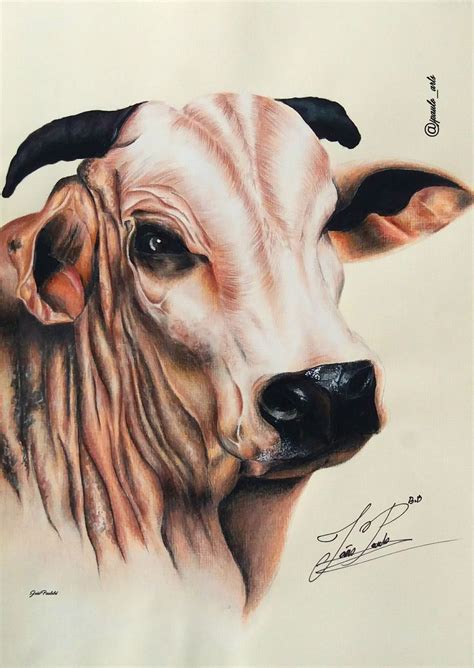Boi Desenho Realista
