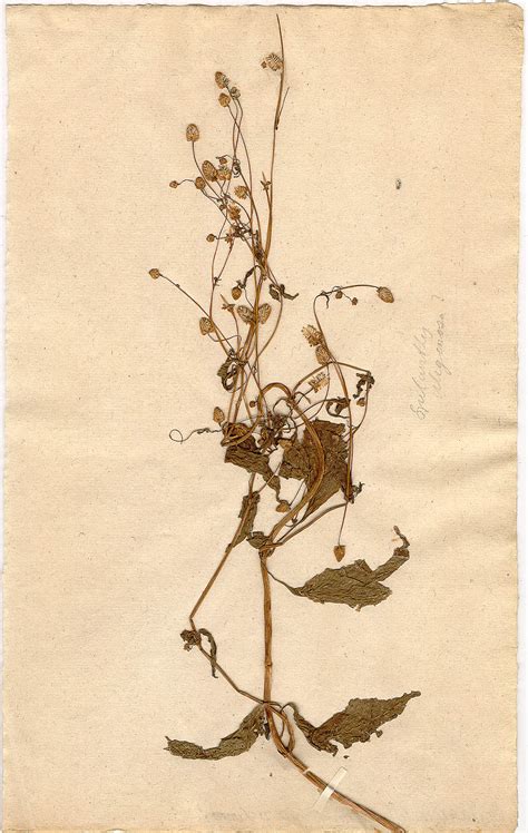 Linnean herbarium (S-LINN), Spilanthes uliginosa Sw.