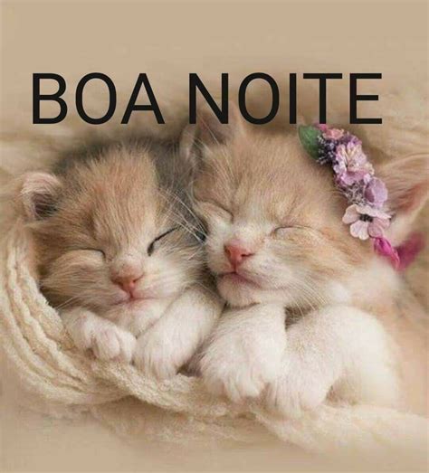 Boa Noite Com Gatinhos Para Whatsapp