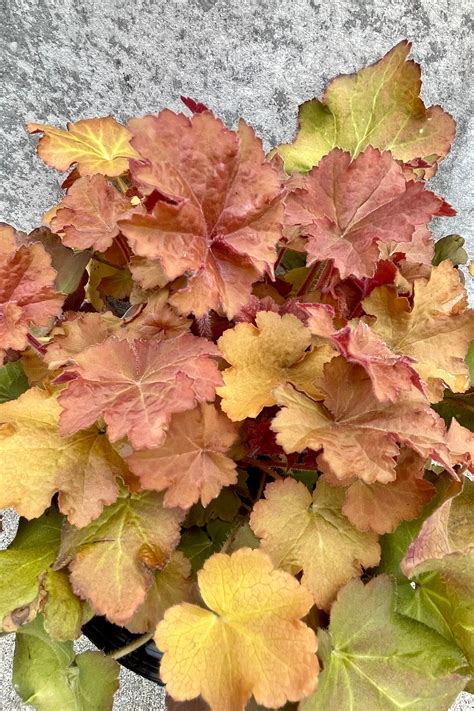 Heuchera 'Caramel' #1 – Sprout Home