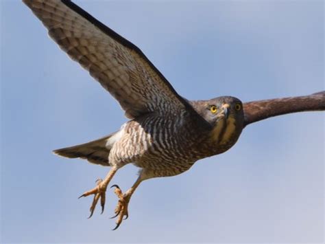 Gray-faced Buzzard (Butastur indicus) · iNaturalist