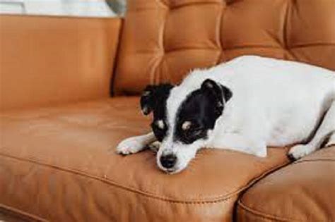 how to get dog hairs off sofa