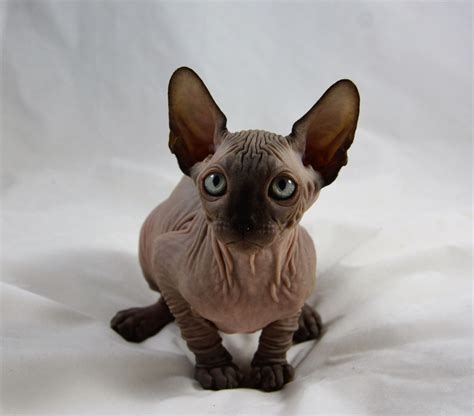 Sphynx Kittens , Sphynx Cats - Indigo Sphynx Kittens - Canadian Sphynx