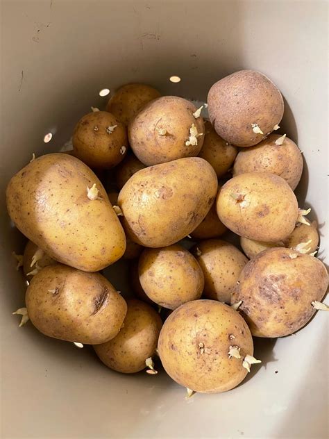 Sind die Kartoffeln noch essbar? (Gesundheit, Ernährung, Essen)