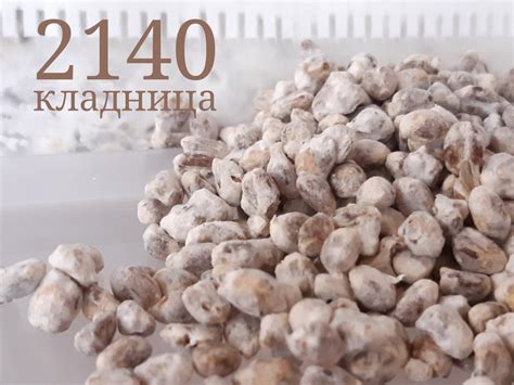 Кладница за студено без спори - мицел зърно - 2140