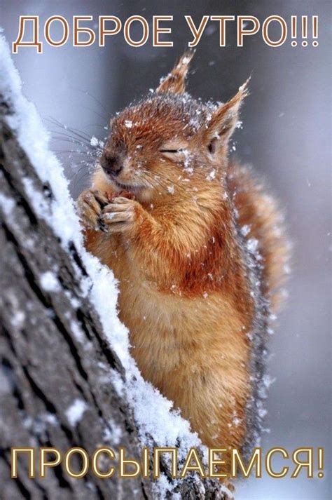 Зимнее Утро доброе! | Cute animals, Funny animals, Nature animals