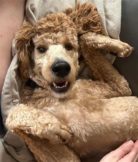 Finnegan – Standard Poodles In Need, Rescue & Rehome