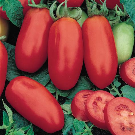 San Marzano Tomato, Paste Tomato: Totally Tomatoes