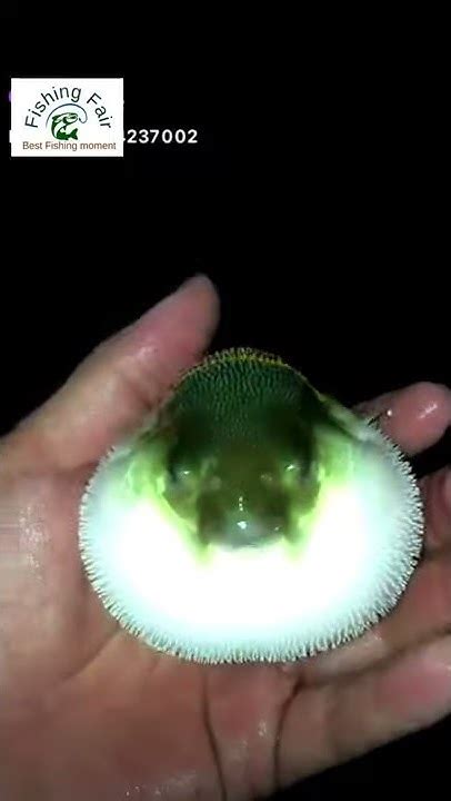 Puffer fish or potka fish.Isn't Nature incredible ? #shorts - YouTube