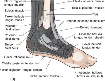 crystal arthropathies   ankle musculoskeletal key