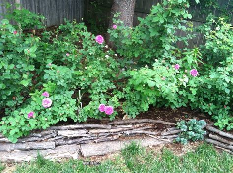 pegging  daustin roses   roses forum gardenorg