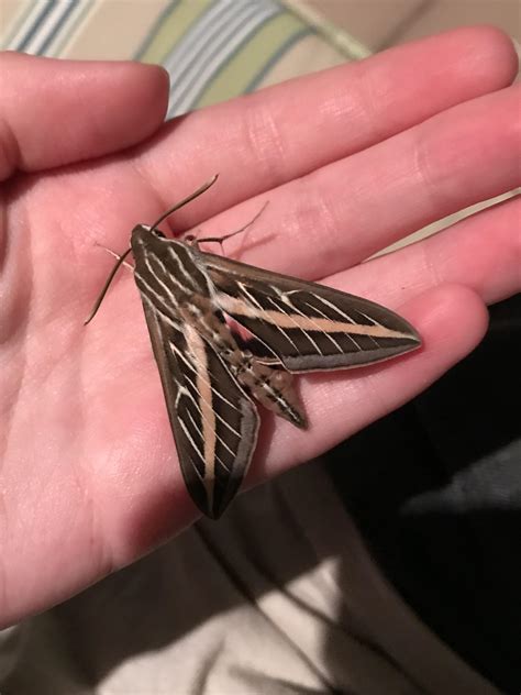 White Lined Sphinx Moth