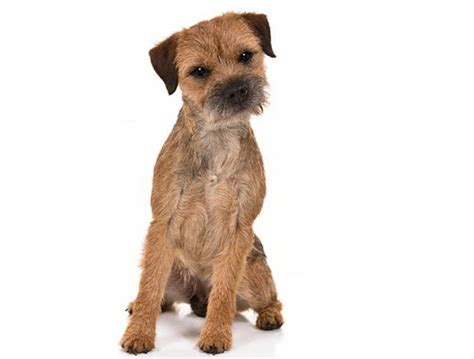 Border Terrier Colours - Anythingterrier.com