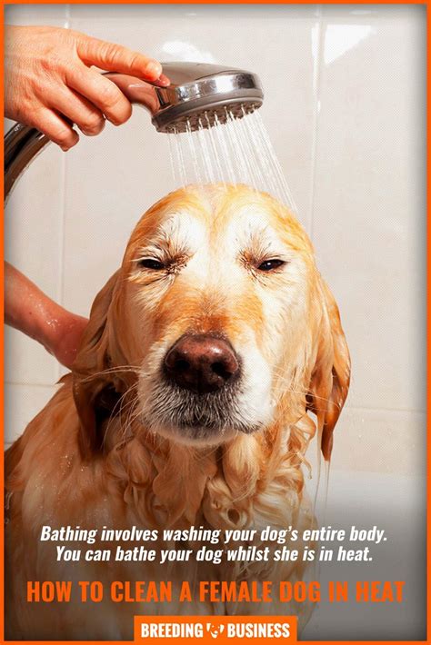 What Does A Female Dog In Heat Smell Like