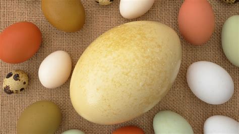 Ostrich Egg