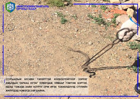 СЭРЭМЖЛҮҮЛЭГ: Улаанбаатарт бамбай хоншоорт могой орж ирж байна | iSee.mn