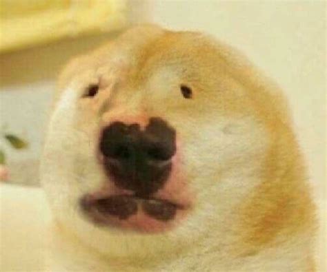 Twitter Reaction Dog Memes | Images and Photos finder