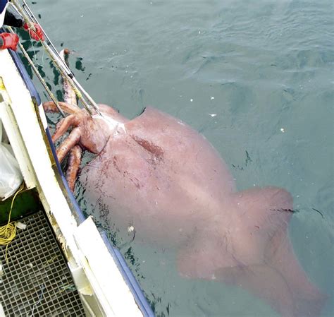 big   eyes   giant squid npr